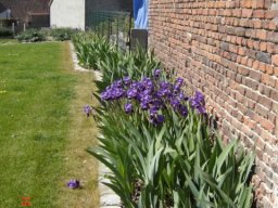 bel_iris_20211127_1349088298
